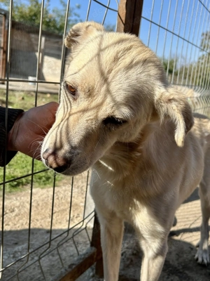 Milo - aus der Tötung gerettet Bild 10