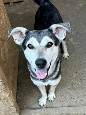 Huskymischling Mike will endlich neu durchstarten