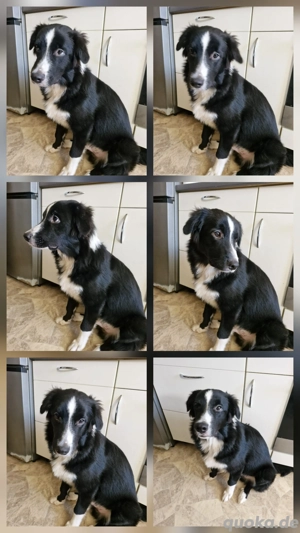 Australian shepherd Border Collie Rüde Bild 3