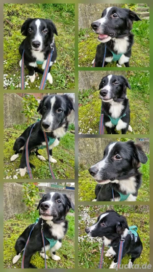 Australian shepherd Border Collie Rüde Bild 5