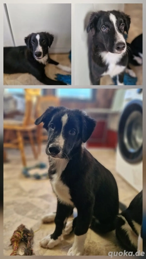 Australian shepherd Border Collie Rüde Bild 4