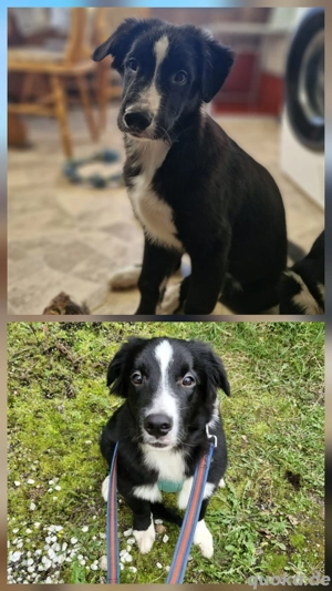 Australian shepherd Border Collie Rüde Bild 6