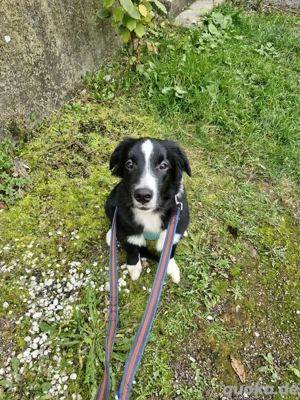 Australian shepherd Border Collie Rüde Bild 2