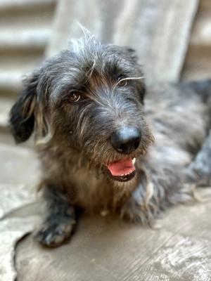 Wuschelbär Lucky sucht endlich sein Fürimmerzuhause