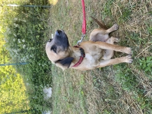 Ganz tolle soziale liebe ca 1,5 J. Hündin