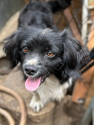 Reserviert: Kleiner Lucky sucht seine Menschen