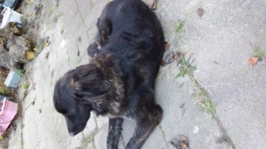 Herdenschutz mix sucht Herde 