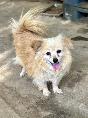 Senior Gino sucht einen warmen Schlafplatz