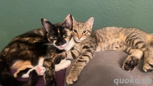 kleiner schmusekater getiegert 5 mon