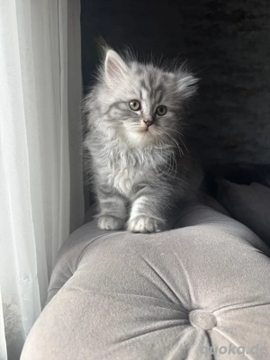 Zu verkaufen: 3 männliche Britisch Katzen 