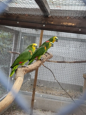 Blaustirnamazonen abzugeben 