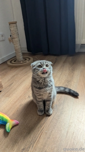 Zwei Kartäuser BKH Kätzchen mit Faltohren suchen ein neues Zuhause  Bild 4 Zwei Kartäuser BKH Kätzchen mit Faltohren suchen ein neues Zuhause  Bild 4