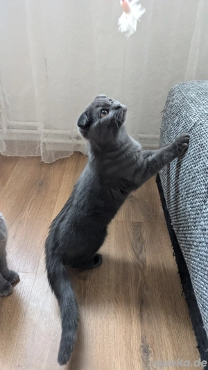 Zwei Kartäuser BKH Kätzchen mit Faltohren suchen ein neues Zuhause  Bild 3 Zwei Kartäuser BKH Kätzchen mit Faltohren suchen ein neues Zuhause  Bild 3