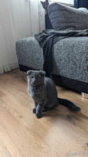 Zwei Kartäuser BKH Kätzchen mit Faltohren suchen ein neues Zuhause  Bild 5 Zwei Kartäuser BKH Kätzchen mit Faltohren suchen ein neues Zuhause  Bild 5