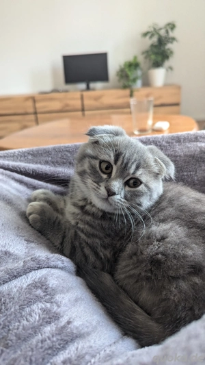 Zwei Kartäuser BKH Kätzchen mit Faltohren suchen ein neues Zuhause  Bild 2 Zwei Kartäuser BKH Kätzchen mit Faltohren suchen ein neues Zuhause  Bild 2