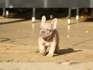 süße französische Bulldoggen Welpen!! Bild 3
