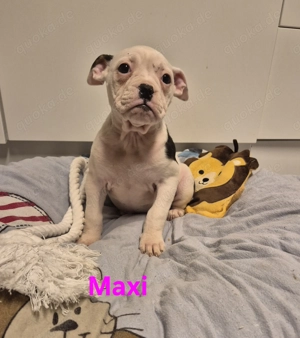 Old English Bulldog Welpen 