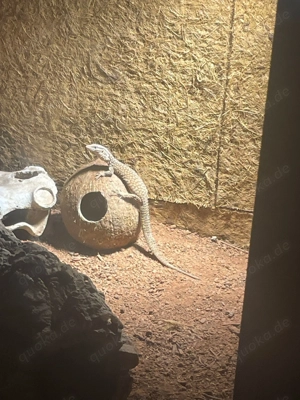 Varanus acanthurus (Ackie Monitor-Stachelschwanzwaran) 