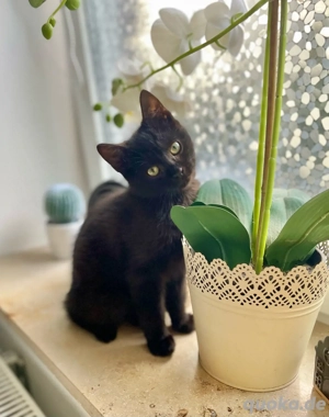 Kleines schwarzes Kätzchen sucht liebevolles Zuhause     