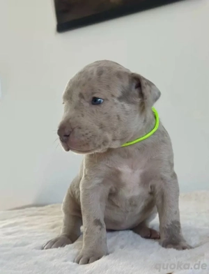 american bully xl welpen