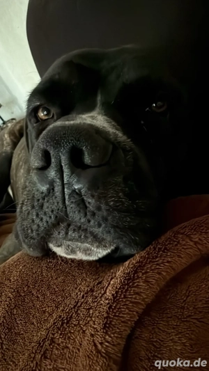 Cane Corso Anton 