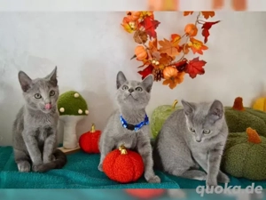 Russische blau Kitten