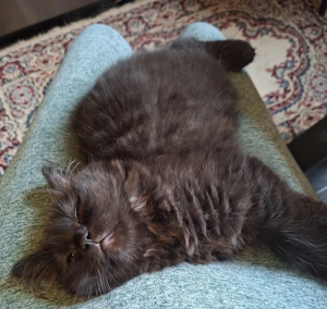 2 BKH Kitten suchen noch ein liebevolles Zuhause  Bild 3