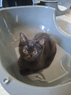 2 BKH Kitten suchen noch ein liebevolles Zuhause  Bild 2