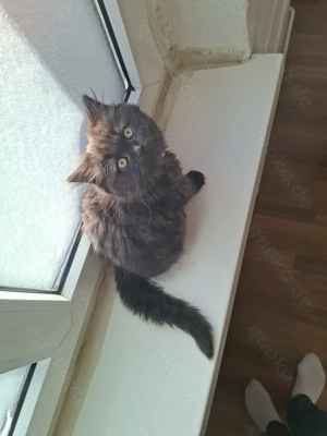 2 BKH Kitten suchen noch ein liebevolles Zuhause  Bild 5