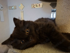 2 BKH Kitten suchen noch ein liebevolles Zuhause  Bild 4