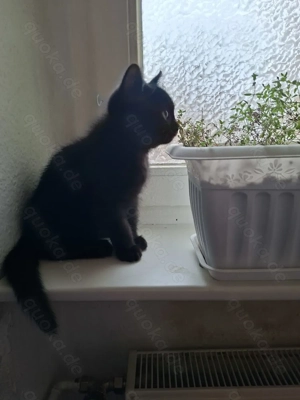 2 BKH Kitten suchen noch ein liebevolles Zuhause  Bild 6