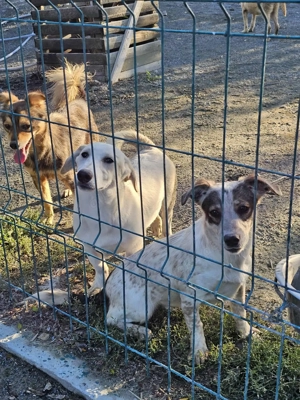 Süßer Marselio- bald auf Pflegestelle! Bild 3