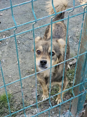 Süßer Marselio- bald auf Pflegestelle! Bild 5