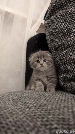 Zwei Kartäuser BKH Kätzchen mit Faltohren suchen ein neues Zuhause 