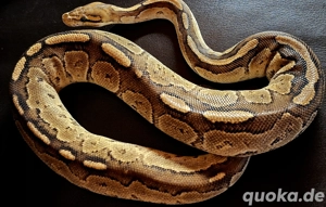 Bongo Fire het.Clown