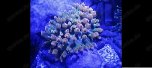 Entacmaea quadricolor sunburst