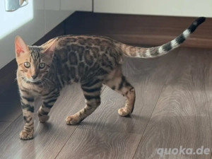 Eleganter Prinz sucht sein Königreich 