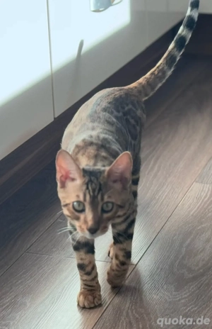 Eleganter Prinz sucht sein Königreich