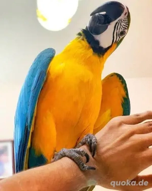 Ara Gelbbrustaras Bild 3