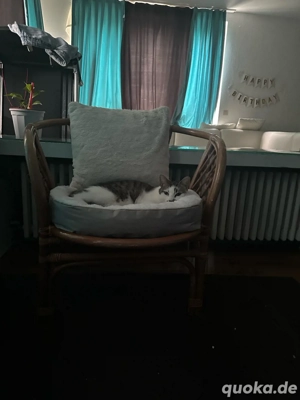 Liebe, verschmuste Europäisch Kurzhaar Katze (3,5 Jahre) sucht neues Zuhause