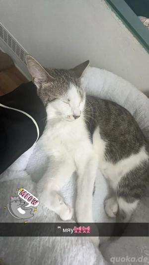 Liebe, verschmuste Europäisch Kurzhaar Katze (3,5 Jahre) sucht neues Zuhause