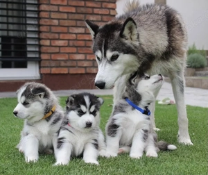 Reinrassige Siberian Husky Welpen  mit Blaue Augen