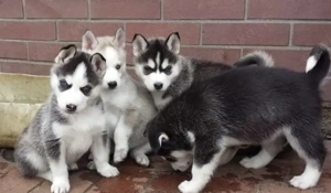 Siberian Husky Welpen 