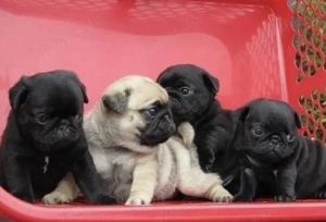 Mops Welpen für ein Haustier liebevolles zuhause