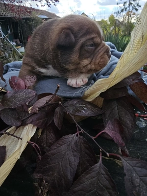 Old english bulldogen mix 