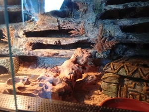 Leopardengecko mit Terrarium 