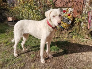 Chopper sucht sein Zuhause Bild 3