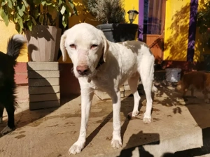 Chopper sucht sein Zuhause Bild 5