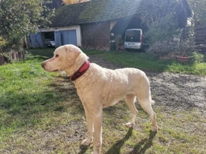 Chopper sucht sein Zuhause Bild 4