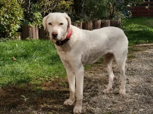 Chopper sucht sein Zuhause